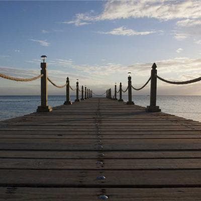 Tiếng Vọng Dưới Lớp Lá Mục: Bản Giao Hưởng Của Những Kẻ Vô Hình