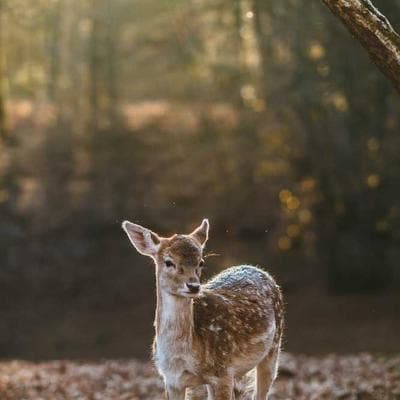 Giải Mã 'Gen Mạo Hiểm': Tại Sao Tâm Lý Của Kẻ Leo Núi Không Bảo Hộ Là Vũ Khí Của Lãnh Đạo Đột Phá?