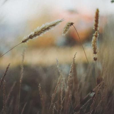 Ánh Sáng Trong Hẻm Nhỏ: Tại Sao Sự Tĩnh Lặng Lại Là Liều Thuốc Đắt Giá Nhất?