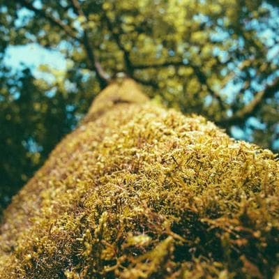 Kiến Trúc ARM | Tập 3: Cuộc Di Cư Sang Di Động: Khi Apple Và ARM Viết Lại Luật Chơi Silicon