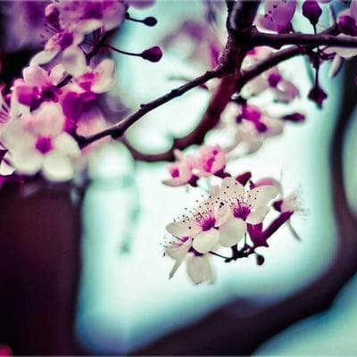 Lời nguyền siêu năng suất: Khi cơ thể bạn trở thành một 'thuật toán' kinh tế