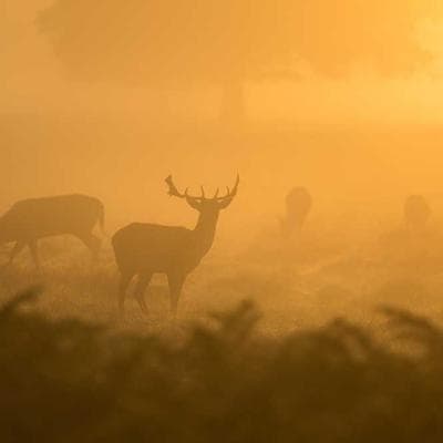 Nghịch lý 'Dumbphone': Khi 'Cục Gạch' trở thành vũ khí tối thượng của Trí Tuệ