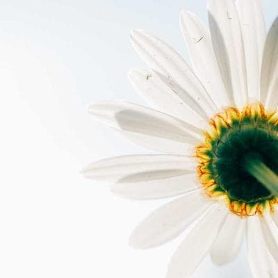 Nghịch lý Michelin: Khi những chiếc lốp xe 'thống trị' bàn tiệc thế giới