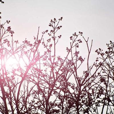 Ván Cờ Thị Phần | Tập 9: Ván Cờ Thị Phần | Tập 9: 'Kẻ Phản Nghịch' Blackmagic Design — Khi Sự Miễn Phí Lật Đổ Đế Chế Tỷ Đô