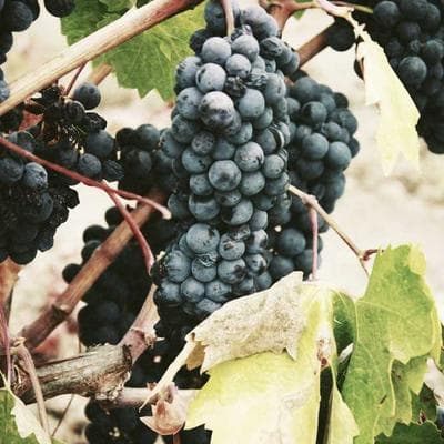 Bản Giao Hưởng Sắt | Tập 4: Vết Sẹo Cánh Bướm: Khi Sự Ám Ảnh Vẻ Đẹp Phản Bội Apple