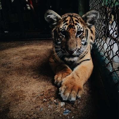 Hội đồng AI Liên Hợp Quốc 2026: Khi thuật toán 'thao túng' dopamine và tương lai quyền lợi lao động