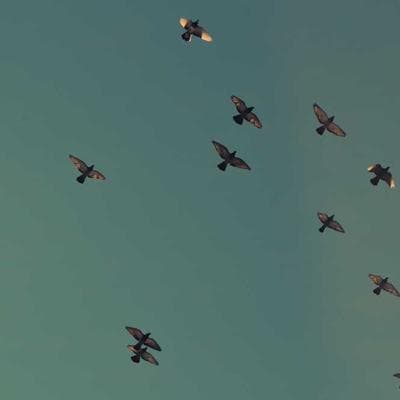 Bản Giao Hưởng Không Linh Hồn: Khi AI Biết Nói Nhưng Chẳng Biết Đau