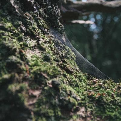 Bẫy 'Nói Hươu Nói Vượn' - Tại Sao Chúng Ta Nói Nhiều Nhưng Không Hiểu Nhau?